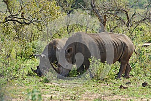 Two white rhinoceros Ceratotherium simum in HluhluweÃ¢â¬âiMfolozi Park, South Africa